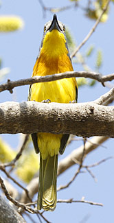 Grey-headed Bush-shrike